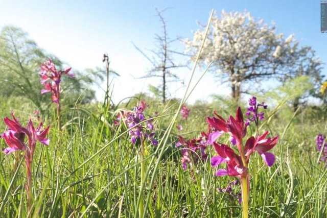 Alta Murgia, l� dove fioriscono le rare, eleganti e segrete orchidee selvatiche